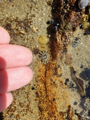 Siphonaria australis