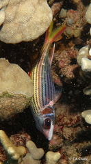 Neoniphon sammara