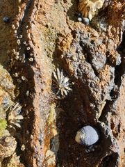 Siphonaria australis