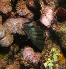 Chaetodon multicinctus