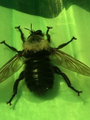 Laphria thoracica