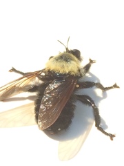 Laphria thoracica