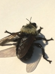 Laphria thoracica