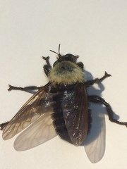 Laphria thoracica