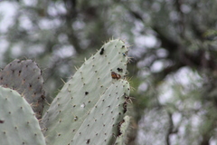 Anthanassa texana texana