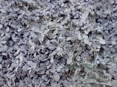 Atriplex buchananii