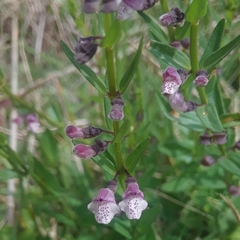 Scutellaria racemosa