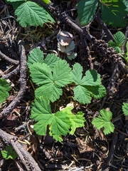 Rubus lasiococcus
