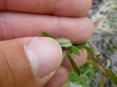 Crocanthemum canadense