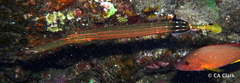 Aulostomus chinensis