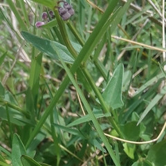 Scutellaria racemosa
