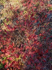 Vaccinium membranaceum