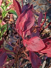 Vaccinium membranaceum