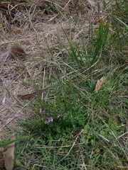 Scutellaria racemosa