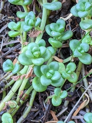 Sedum divergens