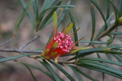 Lambertia formosa