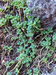 Sedum divergens