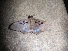 Ischyja marapok