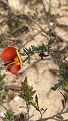 Gompholobium ecostatum