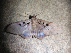 Ischyja marapok