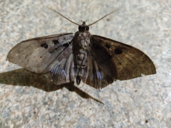 Ischyja marapok