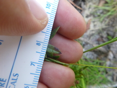 Crocanthemum canadense
