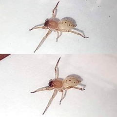 Clubionidae