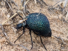 Cysteodemus wislizeni