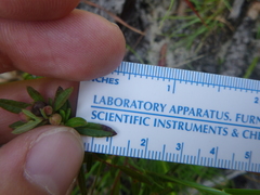 Crocanthemum canadense