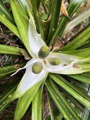 Freycinetia banksii