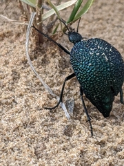 Cysteodemus wislizeni