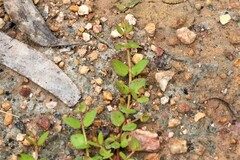 Gonocarpus micranthus