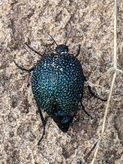 Cysteodemus wislizeni