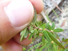 Crocanthemum canadense