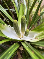Freycinetia banksii