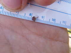 Crocanthemum canadense