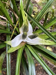 Freycinetia banksii