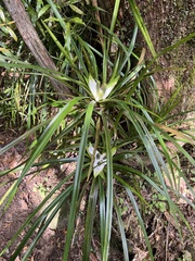 Freycinetia banksii