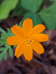 Cosmos sulphureus