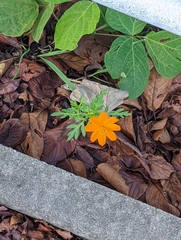 Cosmos sulphureus