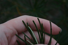 Banksia spinulosa