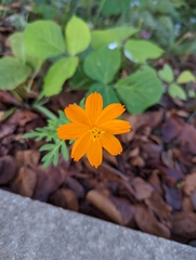 Cosmos sulphureus