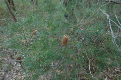 Banksia spinulosa