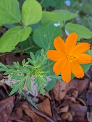 Cosmos sulphureus