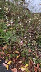 Gypsophila paniculata