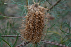 Banksia spinulosa