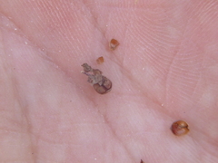 Crocanthemum canadense