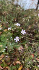 Gypsophila paniculata