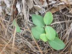 Euphorbia ipecacuanhae