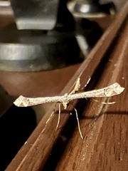 Pterophoridae